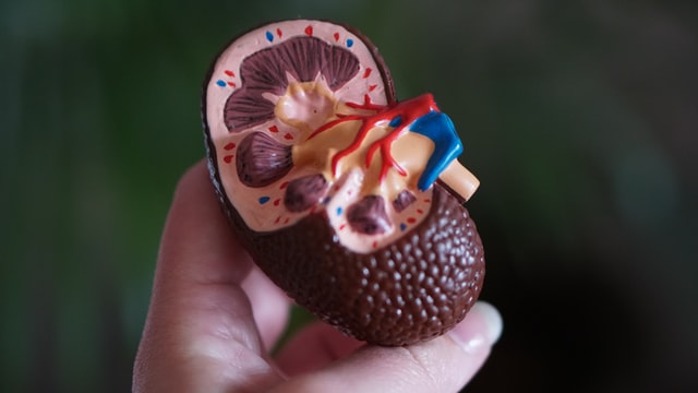 Kidney conditions and treatments